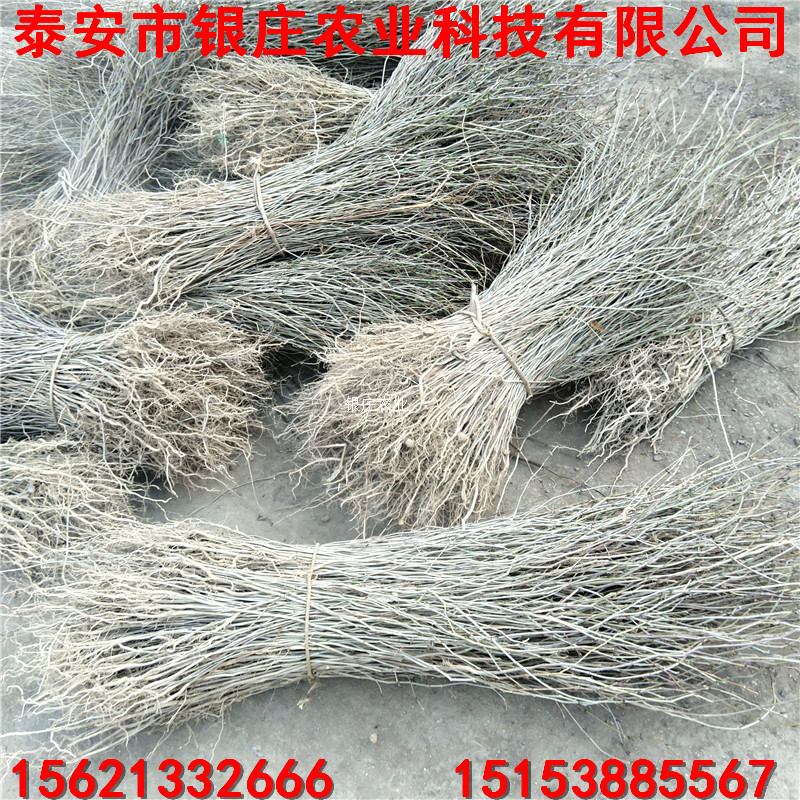 批發(fā)杜仲小苗 杜仲樹苗哪里便宜