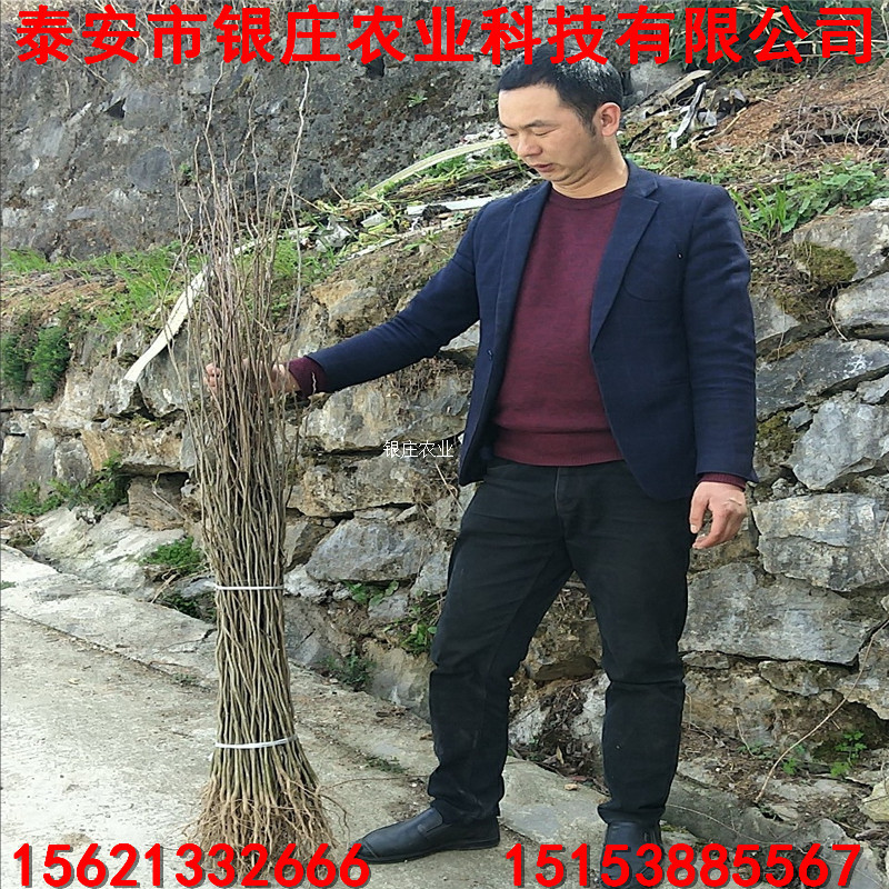 山东哪里有杜仲小苗 银庄农业杜仲苗批发