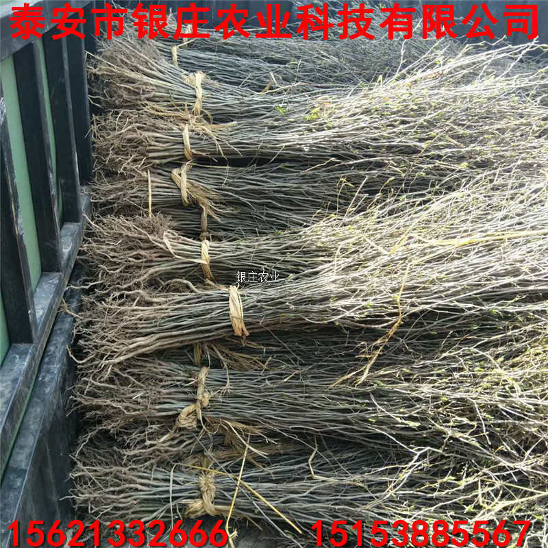 產(chǎn)地綠化苗杜仲苗 杜仲樹多少錢一棵