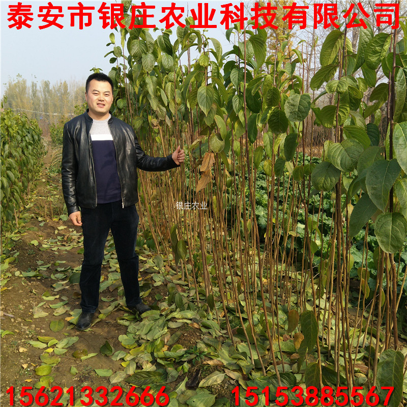 各種規(guī)格杜仲苗 杜仲小苗價格