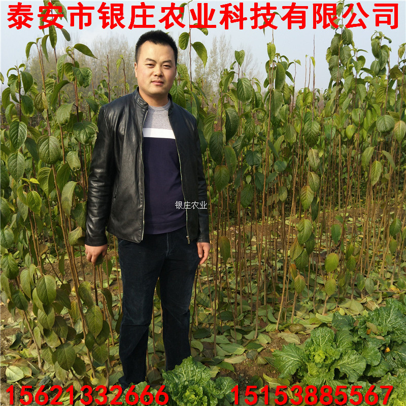 長期批發杜仲小苗 杜仲苗基地