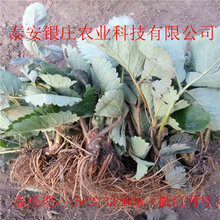 草莓苗批发山东四季草莓苗基地品种全图片