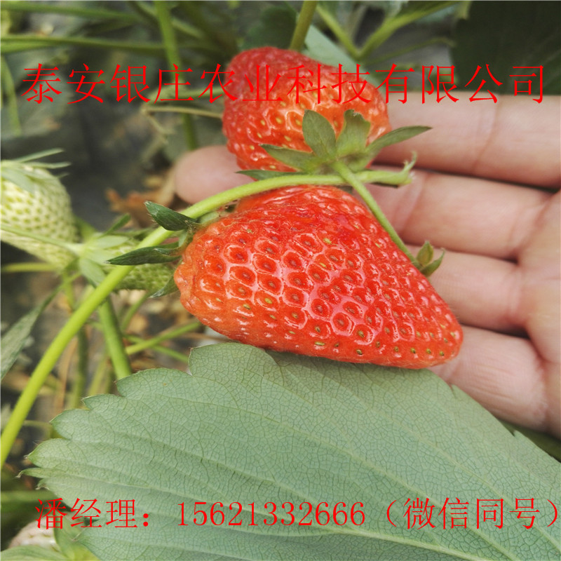 章姬草莓苗基地 苗圃出售草莓苗产量高
