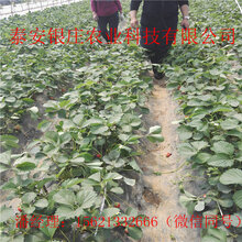 天仙醉草莓苗多少钱一棵苗圃出售草莓苗图片