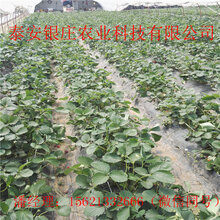 红颜草莓苗多少钱一株章姬草莓苗自产自销图片