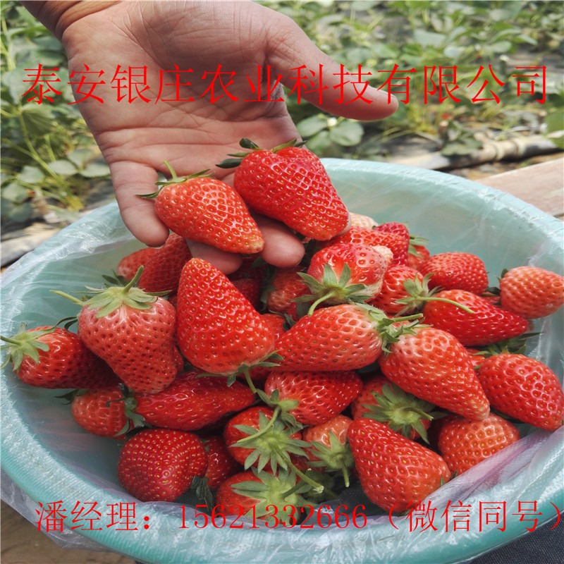 四季草莓苗图片 草莓苗哪里便宜
