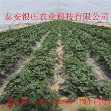 红颜草莓苗出售草莓苗基地图片
