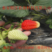 甜查理草莓苗现挖现卖自产自草莓苗图片
