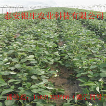 圣诞红草莓苗现挖现卖常年供应草莓苗图片