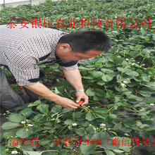 甜查理草莓苗种植方法草莓苗基地图片