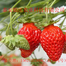 哪里有草莓苗法兰地草莓苗批发图片