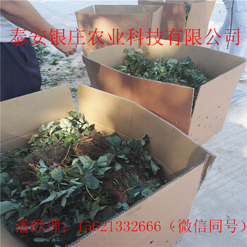 天仙醉草莓苗什么價格草莓苗基地