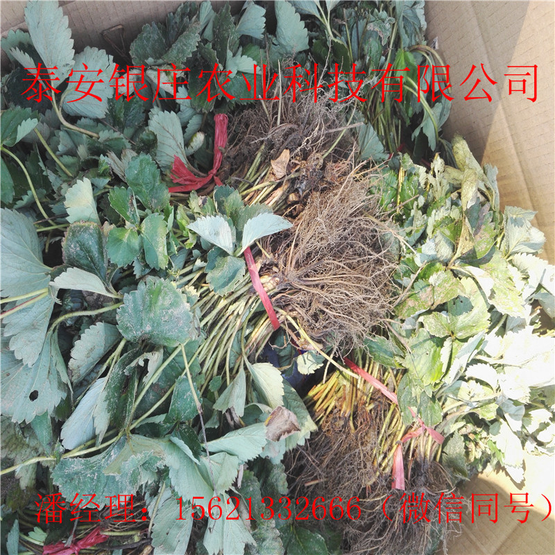 當(dāng)年結(jié)果草莓苗 草莓種苗批發(fā)價格