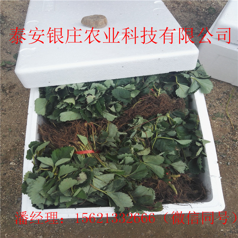 四季草莓苗多少钱一棵 草莓苗