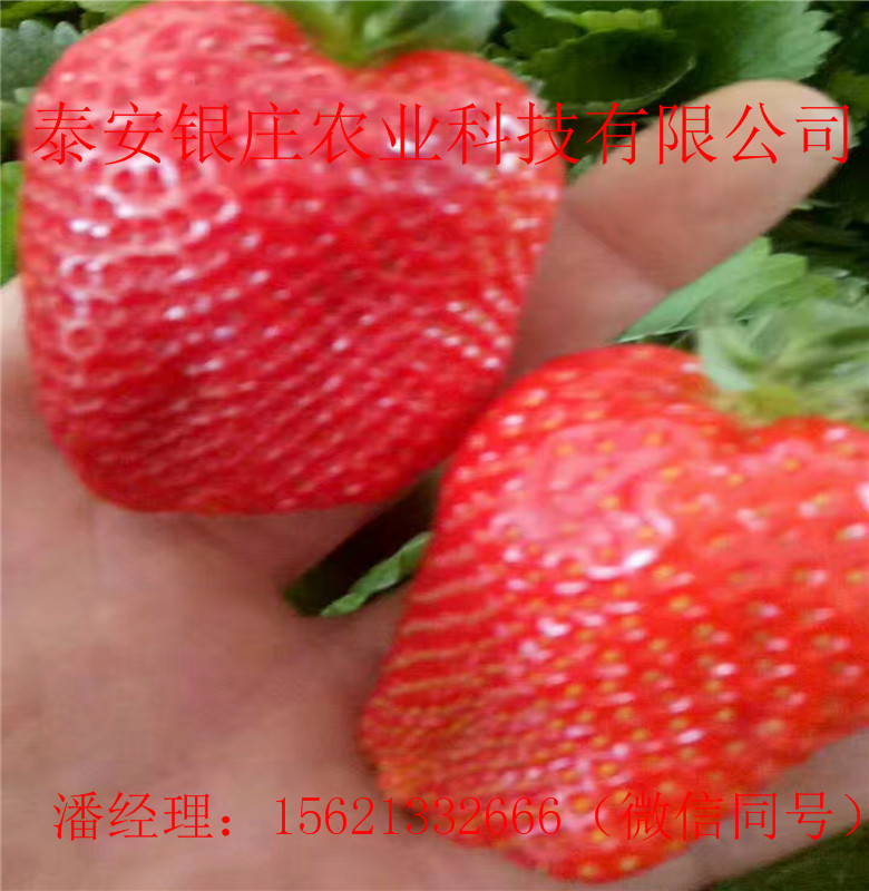 盆栽草莓苗現(xiàn)貨供應(yīng) 塞娃草莓苗價(jià)格
