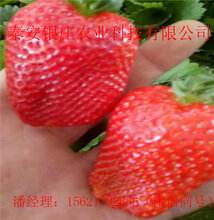 牛奶草莓苗妙香7号草莓苗桃熏草莓苗现挖现卖图片