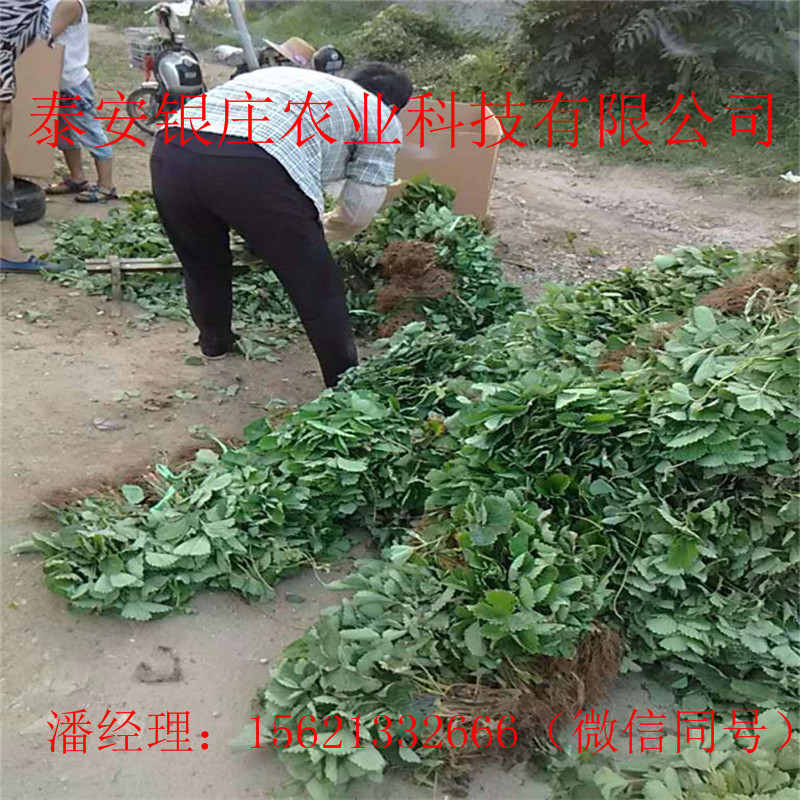 章姬草莓苗基地 苗圃出售草莓苗产量高