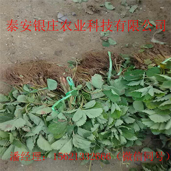 法兰地草莓苗泰安银庄法兰地草莓苗银庄草莓苗基地