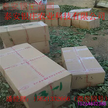 妙香7号草莓苗品种简介脱毒草莓苗基地图片