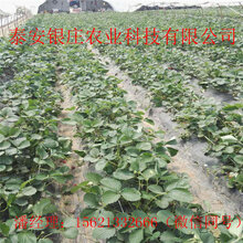 草莓苗批发地址在哪儿草莓苗价格图片