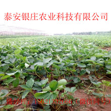 塞娃草莓苗基地批发价格草莓苗价格图片