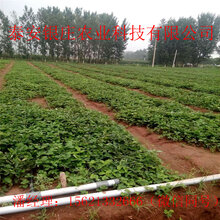 妙香七号草莓苗多少钱一棵苗圃出售草莓苗图片