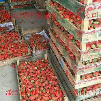 妙香7号草莓苗品种简介脱毒草莓苗基地