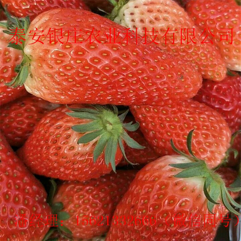 章姬草莓苗基地 苗圃出售草莓苗产量高
