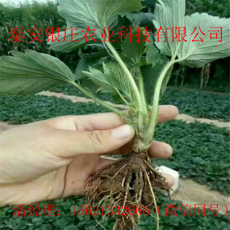 出售草莓苗 甜查理草莓苗基地