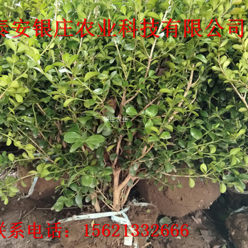 現(xiàn)挖現(xiàn)賣大葉黃楊小苗大葉黃楊基地銀莊農(nóng)業(yè)