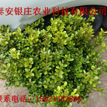 大葉黃楊小苗價(jià)格哪里有賣大葉黃楊的
