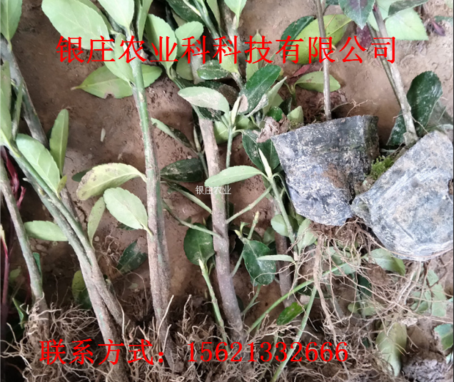 庭院绿化用苗冬青 冬青树苗种植技术