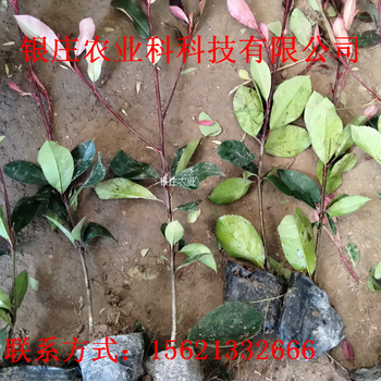 哪里有冬青樹(shù)苗冬青小苗多少錢(qián)