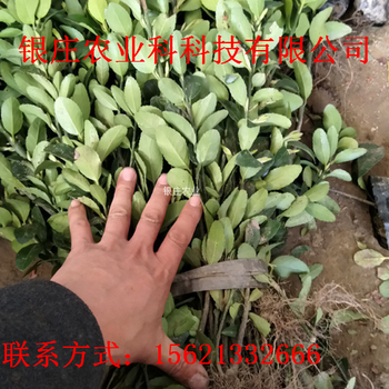 冬青的價格冬青小苗多少錢一棵