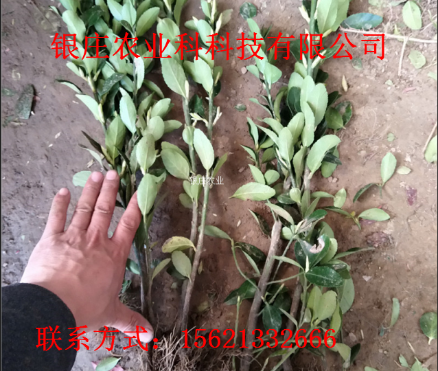 庭院绿化用苗冬青 冬青树苗种植技术