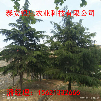 8米雪松苗處理山東雪松基地現(xiàn)挖現(xiàn)賣