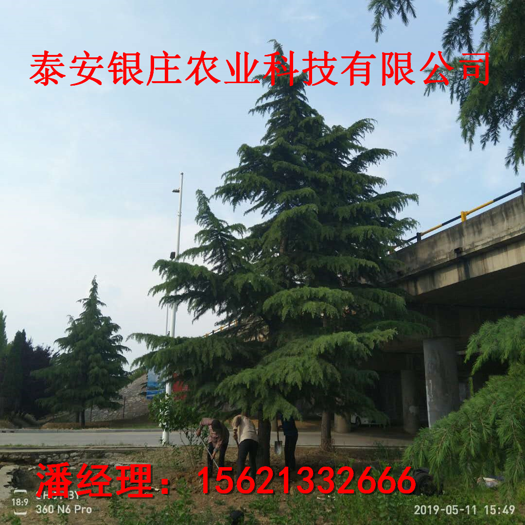 長期批發(fā)雪松 8米雪松樹苗什么價格