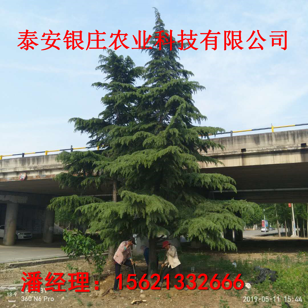 自產(chǎn)自紅雪松樹苗 苗圃出售雪松小苗