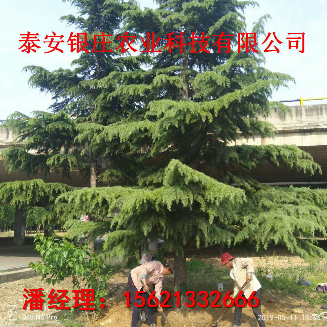苗圃出售雪松 雪松樹批發(fā)