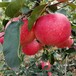 批发红富士苹果苗嫁接苗优质苹果苗基地提供种植技术