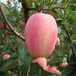 新品种鲁丽苹果苗种植基地品种齐全