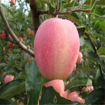 新品种鲁丽苹果苗种植基地品种