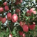 安徽苹果树苗价格_鲁丽苹果苗单价_2年苹果成苗
