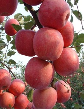农户自产自销品种红肉苹果红色之爱119-06品种苗苹果树苗