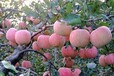 大量红富士苹果苗新品种果树苗嫁接红富士苹果树苗