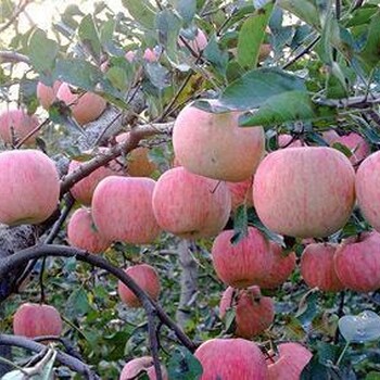 大量红富士苹果苗新品种果树苗嫁接红富士苹果树苗