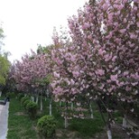 晚樱农户直供樱花基地供应绿化用樱花树万青园林图片3