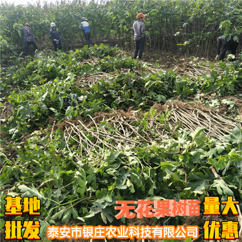 丰产大青皮无花果,朝阳供应2公分无花果苗价格品种繁多