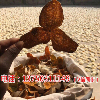 新會陳皮十御廣陳東甲圈枝陳皮多少錢一斤廈門新聞網(wǎng)