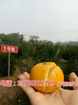 御廣陳大量收購(gòu)新會(huì)陳皮老陳皮